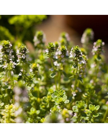 Traditional & Old Fashioned Thyme, Herb Seeds - [ Seed2Go.ca ] - [Seed Packets] - Herb Seeds - 
