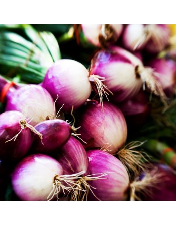 Spanish Red Onion, Cebolla Roja Española Seeds - [ Shop Canadian Seeds Online ]  - Onion - 