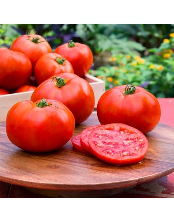 Celebrity Tomato, AAS Winner, Bush Type, Tomato Seeds - [ Seed2Go.ca ] - [Seed Packets] - Tomato Seeds - 