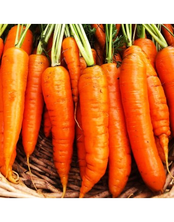 Danver's 126 Carrot, Organic, Daucus Carota Var. Sativus, Carrot Seeds - [ Shop Canadian Seeds Online ]  - Carrot - 