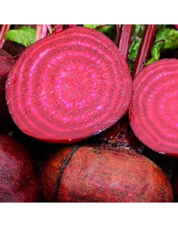 Crosby Egyptian Beet, Beetroot Seeds - [ Shop Canadian Seeds Online ]  - Beet - 