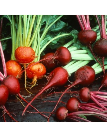 Crosby Egyptian Beet, Beetroot Seeds - [ Shop Canadian Seeds Online ]  - Beet - 