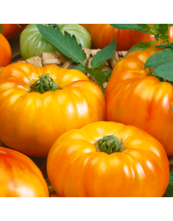 Chefs Choice Orange F1 Tomato Seeds, Orange Beefsteak - [ Shop Canadian Seeds Online ]  - Tomato Seeds - 