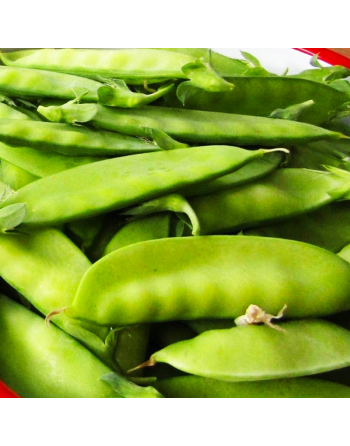 Sugar Anns AAS Winner, Sugar Snap Pea Seeds - [ Shop Canadian Seeds Online ]  - Bean/Pea - 