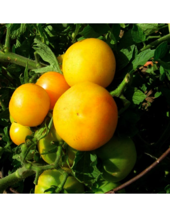 Garden Peach Tomato, South American, Peru - [ Seed2Go.ca ] - [Seed Packets] - Tomato Seeds - 
