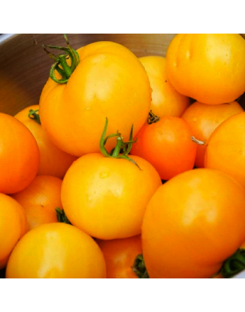 Golden Jubilee Tomato, Large & Delicious Tomato, 30 Seeds - [ Shop Canadian Seeds Online ]  - Tomato Seeds - 