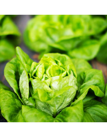 Little Gem Lettuce Seeds, Heat Lettuce, Butterhead/Romaine Cross - [ Shop Canadian Seeds Online ]  - Lettuce - 