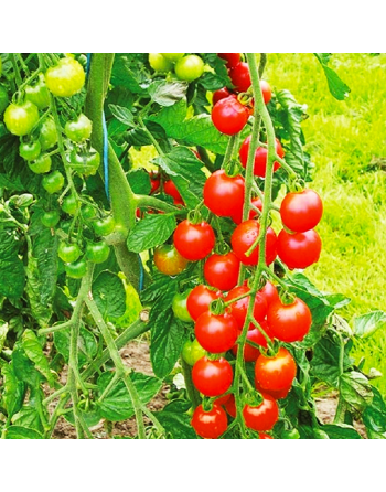 Sweet Millions Cherry Tomato, Super Sweet Cherry Tomato Seeds - [ Shop Canadian Seeds Online ]  - Grape & Cherry Tomatoes - 