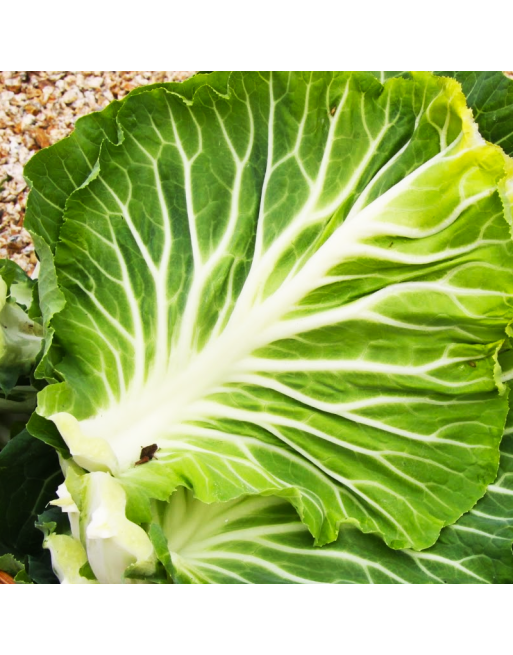 Portuguese Kale, Tronchuda Beira, Cabbage, Portugal Origin, Kale Seeds - [ Seed2Go.ca ] - [Seed Packets] - Cabbage - 