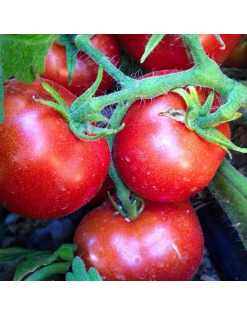 Black Prince Tomato Seeds, Organic, Russian - [ Shop Canadian Seeds Online ]  - Tomato Seeds - 