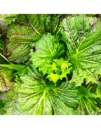 Dragons Tongue, Ho Mi Z Mustard Green - [ Seed2Go - Canada ] - V-DTHMZ - Mustard & Greens