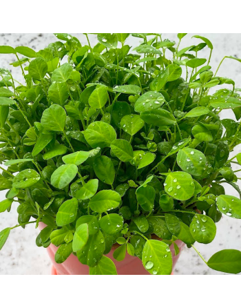 Fenugreek, Kasuri Samudra, Methi, Fenugreek Seeds, Herbs - [ Seed2Go.ca ] - [Seed Packets] - Herb Seeds - 