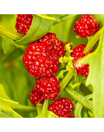 Strawberry Spinach Fruit Seeds - [ Seed2Go.ca ] - [Seed Packets] - Strawberry - 