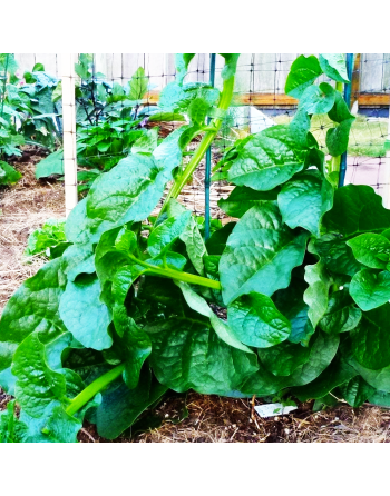 Malabar Poi Indian Dark Green Spinach, Green Round Leaf, Madhuri, भारतीय गहरा हरा पालक - [ Shop Canadian Seeds Online ]  - Spina