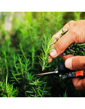Rosemary Herb, Rosmarinus Seed - [ Garden Seeds, Seed2Go.ca] - V-RHB - Herb Seeds