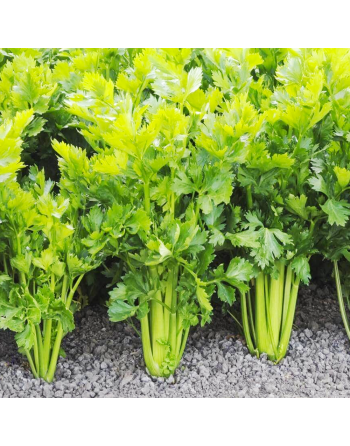 D'Asti Golden Celery, Traditional Celery, High Yielding Celery Seeds - [ Seed2Go.ca ] - [Seed Packets] - Celery - 