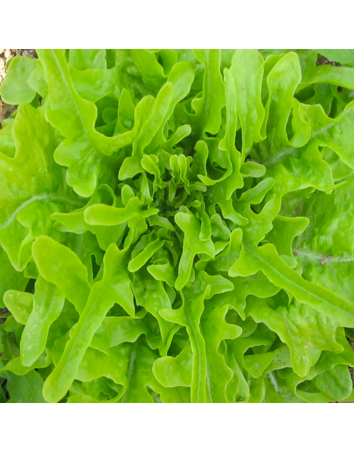 Royal Oak Leaf Lettuce, Looseleaf, Heat Lettuce - [ Garden Seeds, Seed2Go.ca] - V-FQT - Lettuce