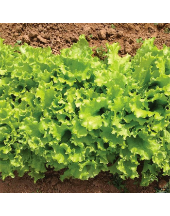 Black Seeded Simpson Lettuce Seeds, Gentilina Lettuce, Heat Lettuce - [ Shop Canadian Seeds Online ]  - Lettuce - 
