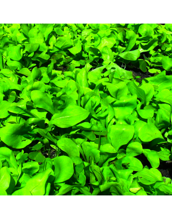 Leaf Chicory, Zuccherina Di Trieste Da Taglio, Sugar Cutting Chicory - [ SEED2GO.CA] - VH-CTLG - Chicory Endive & Escarole