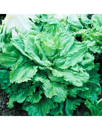 Broad-Leaved Batavian Endive, Full Heart Escarole - [ Seed2Go.ca ] - [Seed Packets] - Endive - 