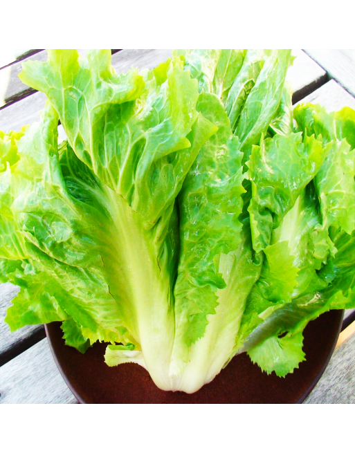 Endive Escarole, Indivia Scarola Cornetto Di Bordeaux, French - [ Garden Seeds, Seed2Go.ca] - V-ECB - Chicory Endive & Escarole