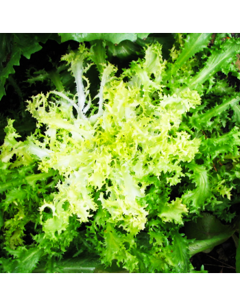 Green Curled Ruffec, Scarola, Endive - [ Seed2Go.ca ] - [Seed Packets] - Endive - 