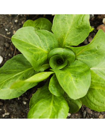 Grumolo Bionda, Green Chicory, Spring Chicory Seeds - [ Shop Canadian Seeds Online ]  - Chicory - 