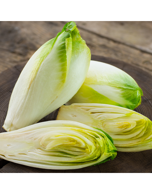 French & Belgian Witloof Chicory, Endive Chicory, Witloof di Bruxelles Seeds - [ Seed2Go.ca ] - [Seed Packets] - Endive - 