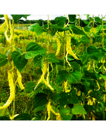 Walking Bean, Venice Marvel, Pole Bean, Climbing Bean, Meraviglia Di Venezia Grano Nero Rampicante Mangiatutto - [ Seed2Go.ca ] 