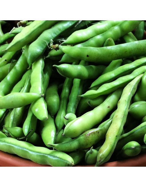 Histal Fava Bean, Broad Bean - [ Garden Seeds, Seed2Go.ca] - VB-FAVA - Bean/Pea