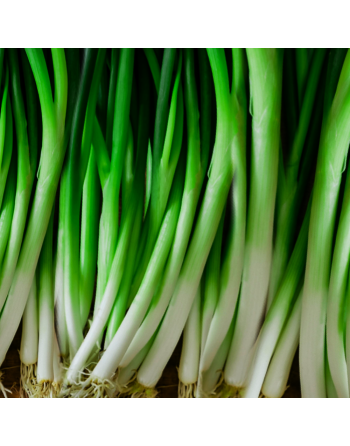 Japanese Ishikura Welsh Bunching Onion Seeds, Green Onions - [ Shop Canadian Seeds Online ]  - Onion - 