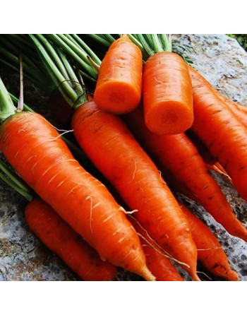 Chantenay Red Core Carrot, Red-Core Colored Carrot Seeds - [ Shop Canadian Seeds Online ]  - Carrot - 