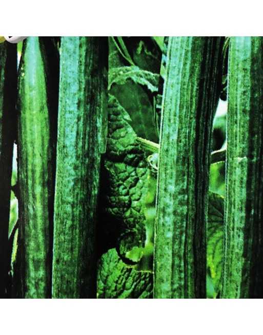 Yard Long Green Cucumber, Lungo Verde Degli Ortolani - [ Garden Seeds, Seed2Go.ca] - V-YLCDO - Cucumber