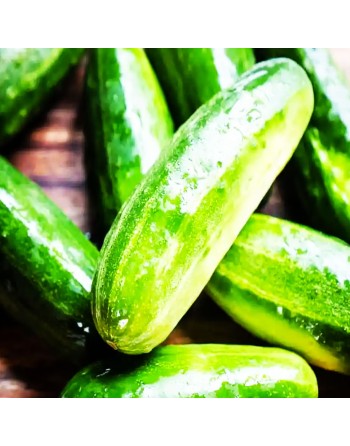Marketmore 70 Long Pickling Cucumber Seeds - [ Shop Canadian Seeds Online ]  - Cucumber - 