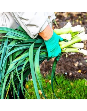 Italian Carentan Leek 2, Swiss Giant Leek Seeds - [ Shop Canadian Seeds Online ]  - Leek - 