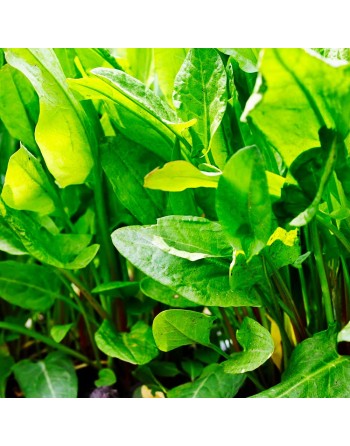 Sour Sorrel, Transylvanian, Ambada Bhaji, Herb Spice, Sorrel Seeds, Lemon Flavor - [ Seed2Go.ca ] - [Seed Packets] - Leek - 