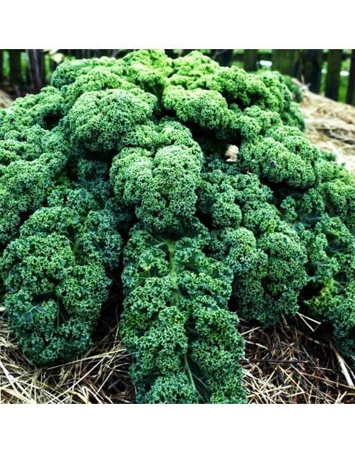 Kale Blue Scotch, Blue Curled Scotch, Scottish Heirloom - [ Seed2Go.ca ] - [Seed Packets] - Kale
