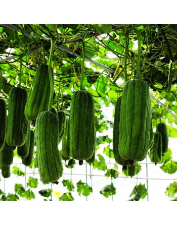 Smooth Luffa Cylindrica, Tri-Leaf Type, Luffa Seeds - [ Seed2Go.ca ] - [Seed Packets] - Okra - 
