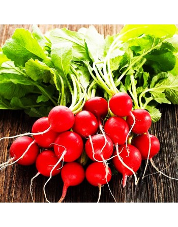 Cherry Belle Radish Seeds, Raphanus Sativus - [ Shop Canadian Seeds Online ]  - Radish - 