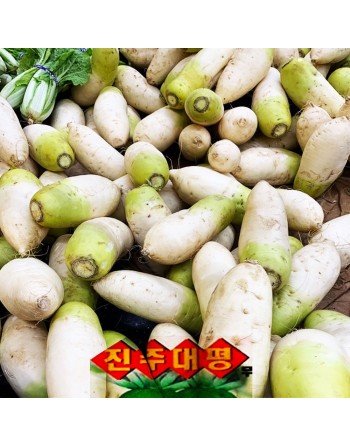 Korean Radish, Green Top F1, Green Shoulder Radish Seeds - [ Seed2Go.ca ] - [Seed Packets] - Radish - 