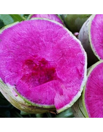 Chinese Radish Seeds, Mantanghong Beauty Heart Radish - [ Shop Canadian Seeds Online ]  - Radish - 