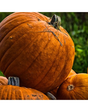 Pumpkin, Gourd, Jack'O Lantern Seeds, Pepita - [ Shop Canadian Seeds Online ]  - Pumpkin - 