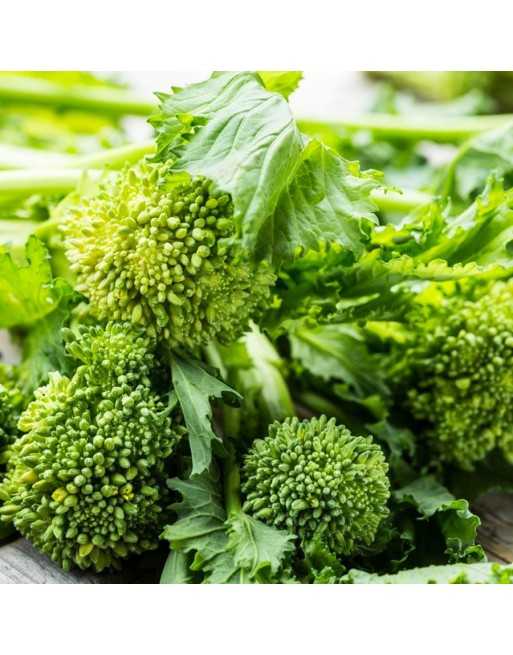 40 Day Rapini, Cima Di Rapa Quarantina Seeds - [ Shop Canadian Seeds Online ]  - Rapini - 