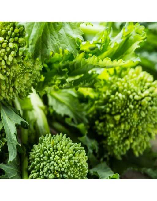 60 Day Rapini, Spring Rapini, Cima Di Rapa Sessantina Seeds - [ Seed2Go.ca ] - [Seed Packets] - Rapini - 
