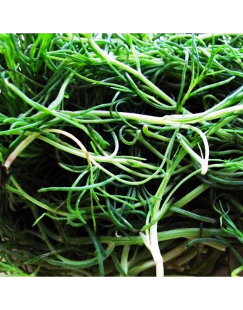 Land Seaweed Seeds, Japanese, Salsola Okahijiki Komarovii - [ Shop Canadian Seeds Online ]  - Seaweed - 
