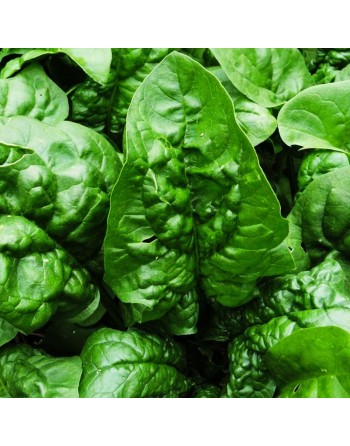 Winter Giant Spinach, Giant Winter Seeds - [ Shop Canadian Seeds Online ]  - Spinach - 