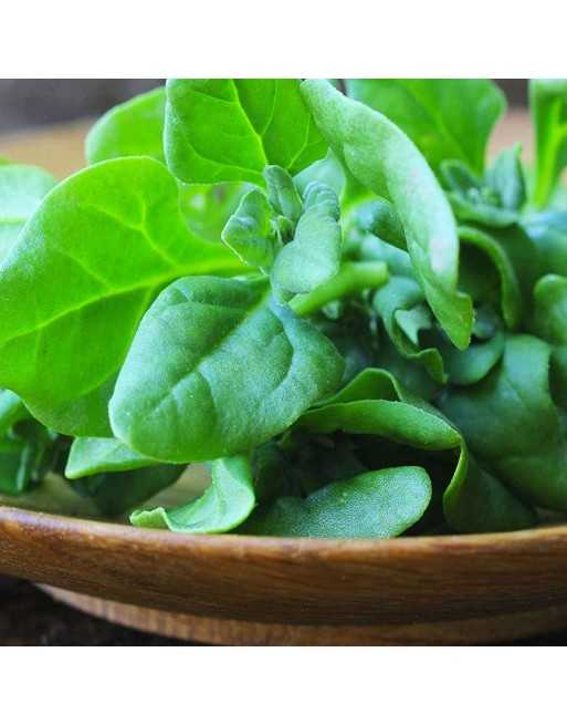 New Zealand Cook's Cabbage Spinach Seeds, Cooks Cabbage, Tetragon, Australia, Argentina, and Japan - [ Seed2Go.ca ] - [Seed Pack