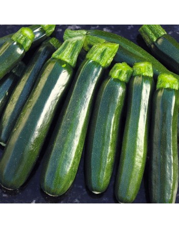 Dark Green Zucchini Seeds, Summer Squash - [ Shop Canadian Seeds Online ]  - Zucchini - 