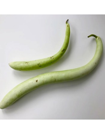 Sicilian Snake Cucuzzi, Italian Slender Long Zucchini, Serpent of Sicily, Edible Gourd Seeds - [ Shop Canadian Seeds Online ]  -