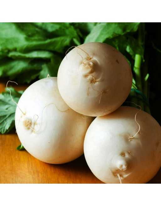 White Turnip, Rapa Palla Di Neve - [ Garden Seeds, Seed2Go.ca] - V-PDNT - Turnip